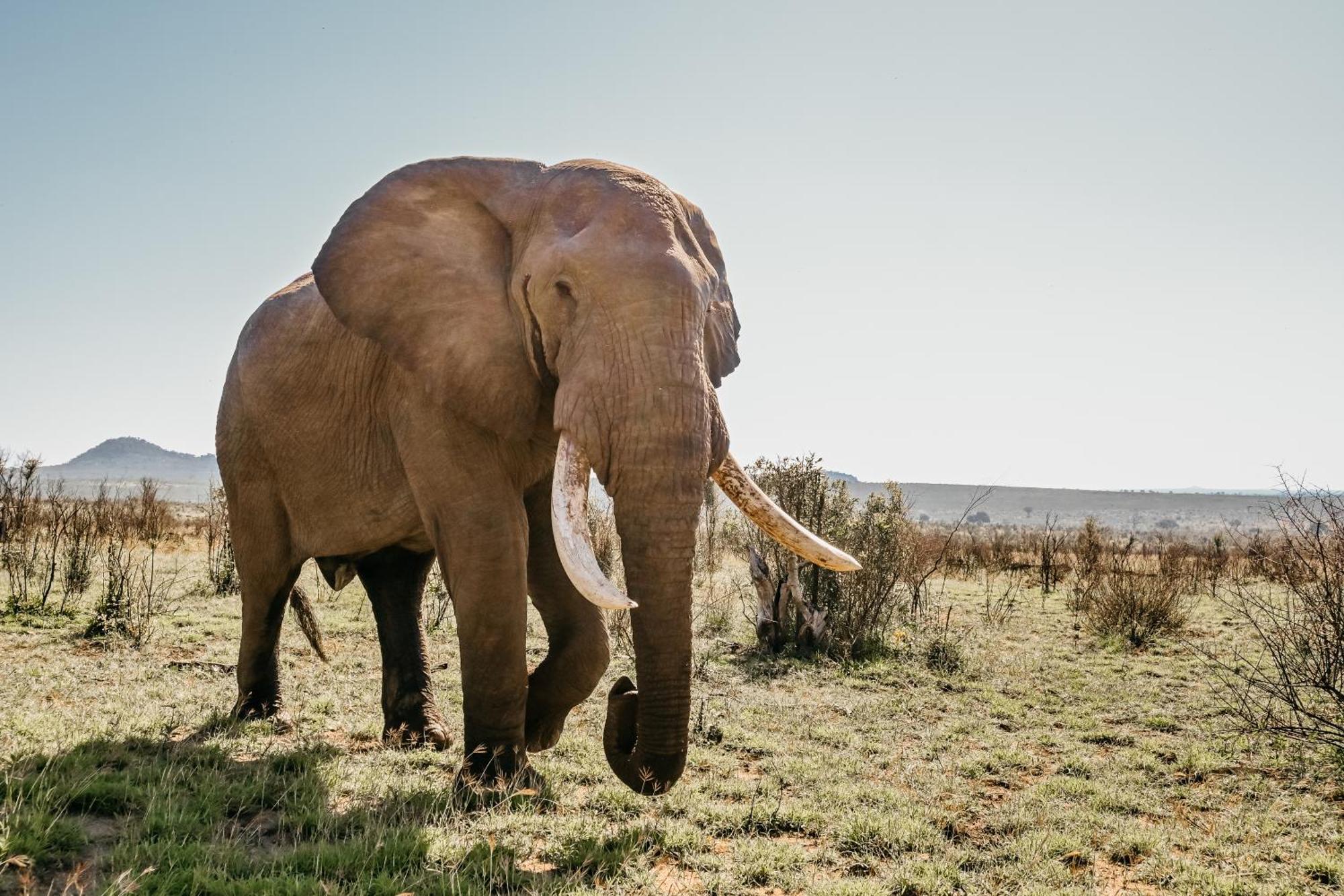 Mdluli Safari Lodge 헤이지뷰 외부 사진