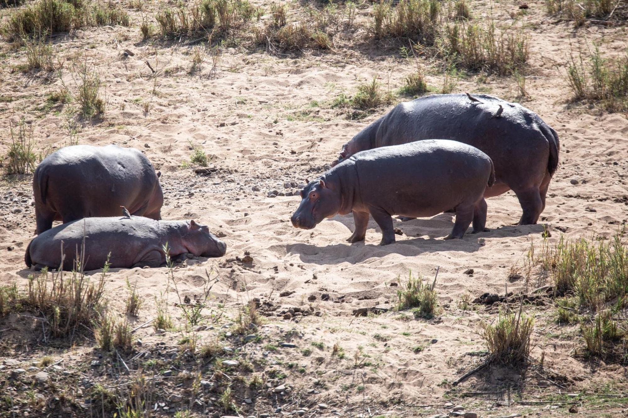 Mdluli Safari Lodge 헤이지뷰 외부 사진