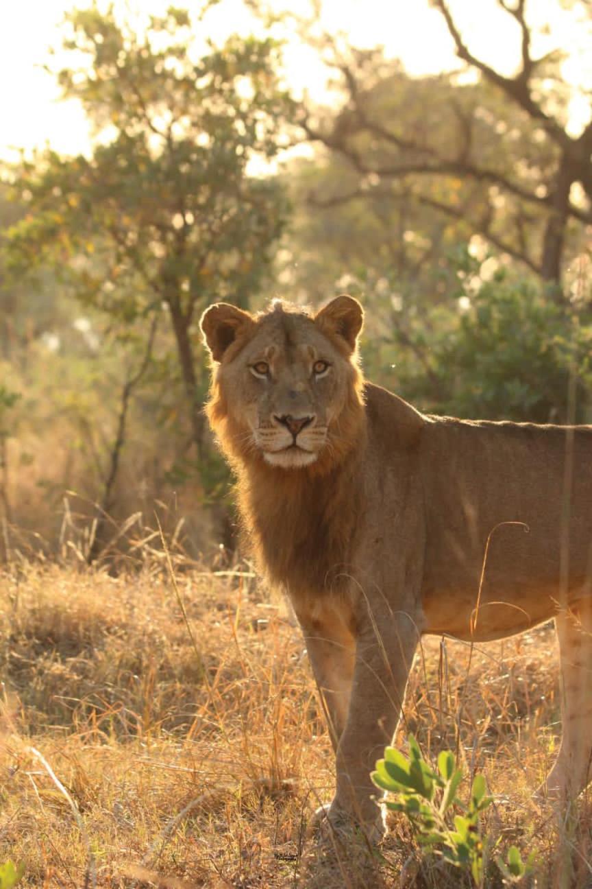 Mdluli Safari Lodge 헤이지뷰 외부 사진